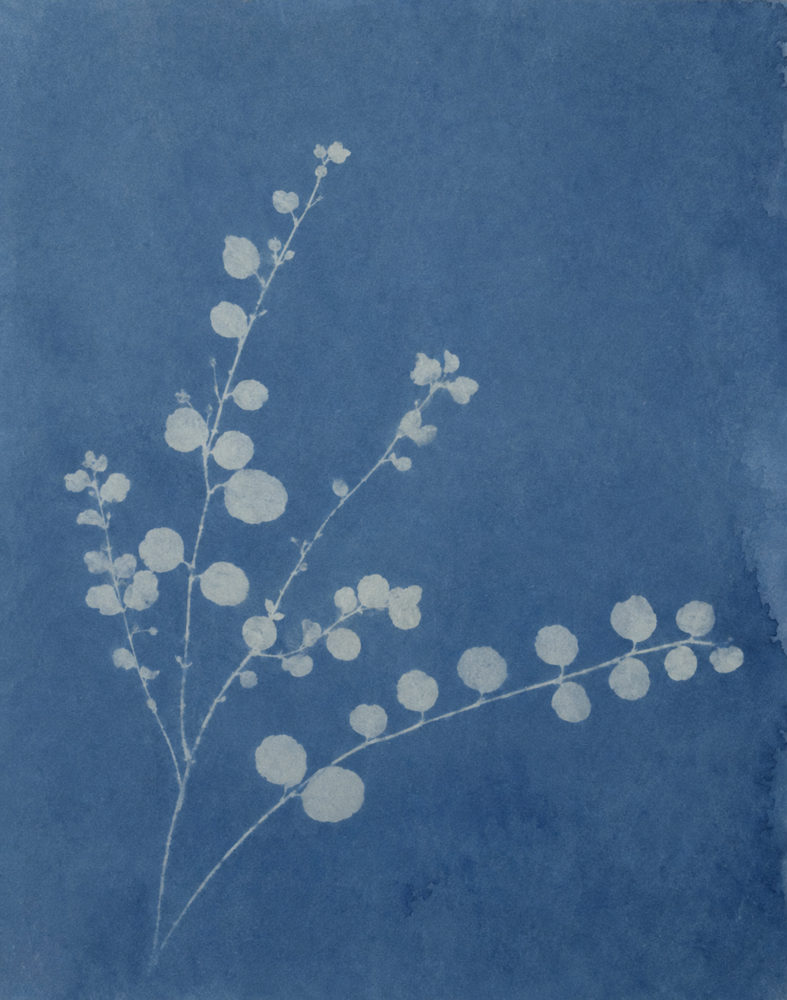 cyanotype branch: blue sun, blueprint branch, prussian blue and cream