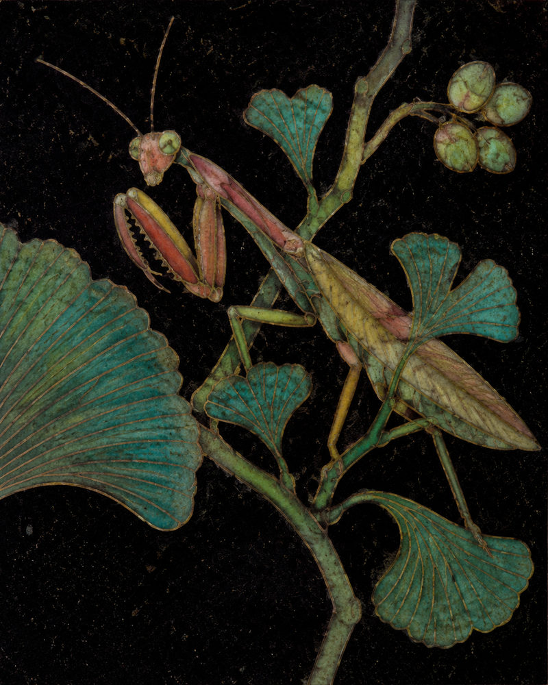 mantis ginkgo: cloisonne style insect, ginkgo leaves on black