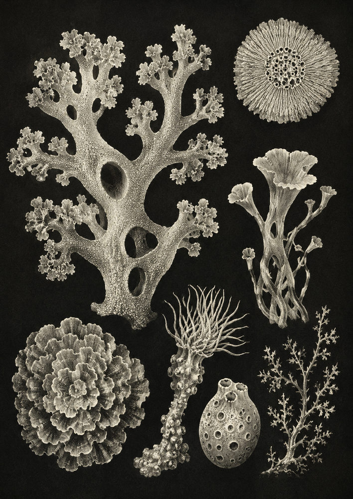 marine specimens: vintage natural history, sepia coral, antique ocean study living room