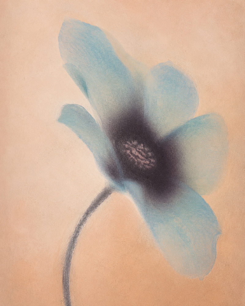 teal flower: soft pastel botanical, peach and aubergine, calm bedroom