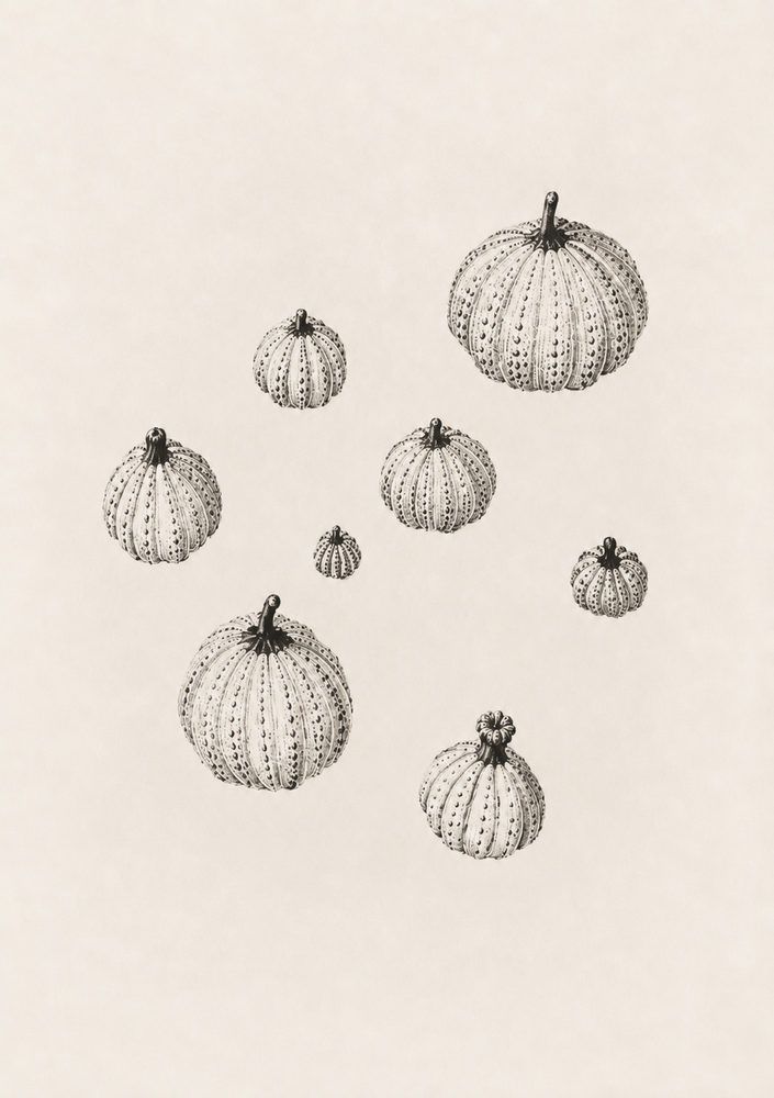 urchin plate: urchin shell specimen, vintage engraving style, natural history, black and cream