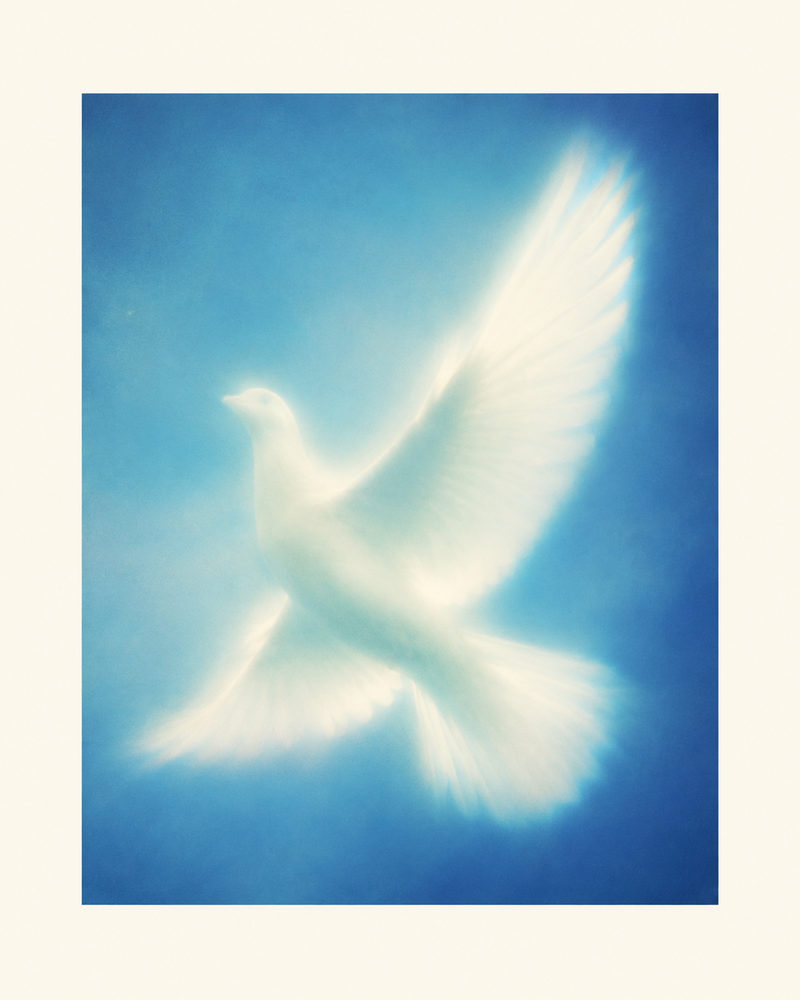 white dove: ethereal bird, peaceful blue sky, spiritual soaring dove, serene calm