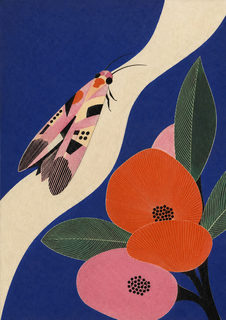 cobalt moth