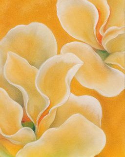 cream petals