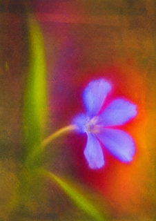 glowing petals