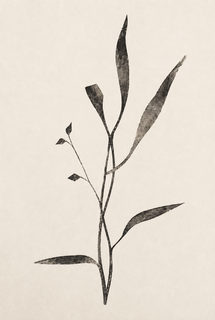 mono botanical