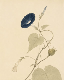 morning glory