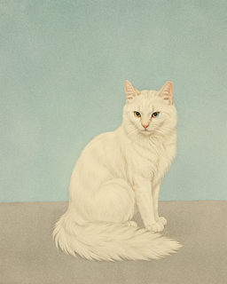 odd eyed cat