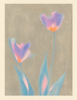 pastel tulips
