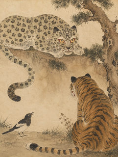 tiger magpie