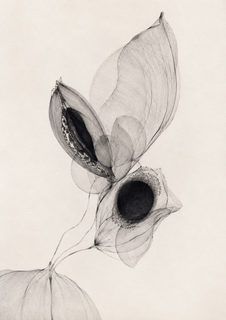 xray blooms